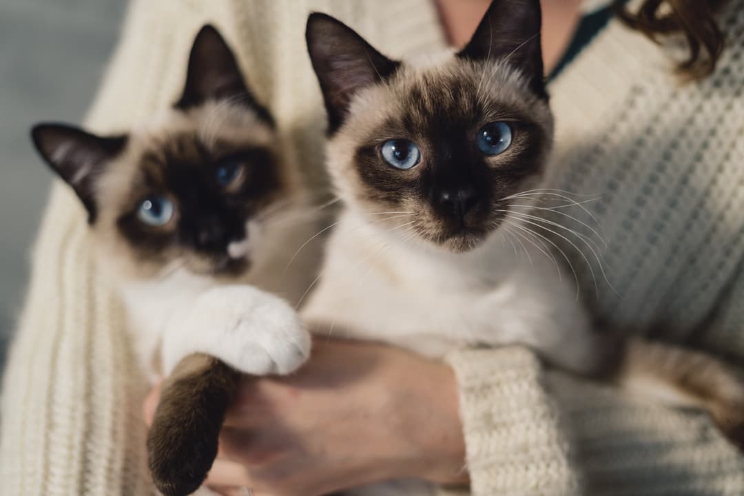 Cat family